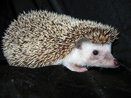 A side view of an African Pygmy Hedgehog with a black backgroung.