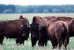 A group of bisons immobile on a prairie. 
