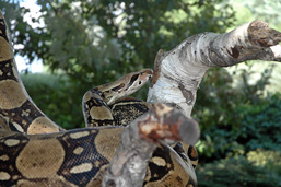 A Boa Constrictor crawls along a branch.