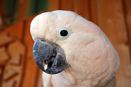 Close-up side view of the head of a Salmon-crested Cockatoo.