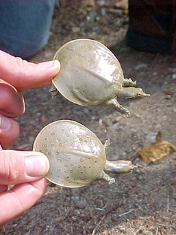 Two juvenile Spiny Softshell Turtles, both held by two fingers at the back of their carapace.