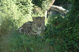 A leopard laying in the grass faces the camera.