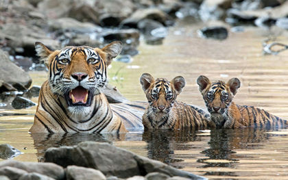 World&rsquo;s wild tiger count rising for first time in a century