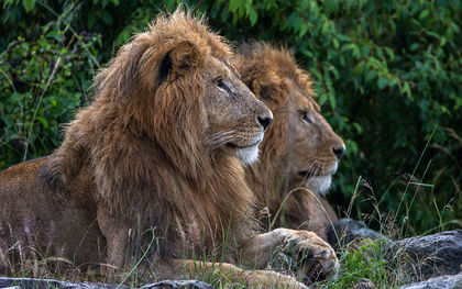 Endangered Species Act protections set for 2 groups of Africa&rsquo;s lions