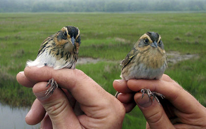 Scientists say East Coast&rsquo;s saltmarsh sparrow disappearing