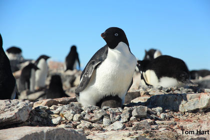 Half of Ad&eacute;lie Penguins Could Be Wiped Out by Global Warming