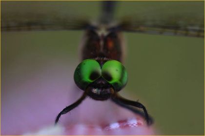 Speed Limits Could Save Rarest Dragonfly