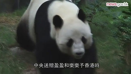 World&rsquo;s oldest-ever panda in captivity dies at 38