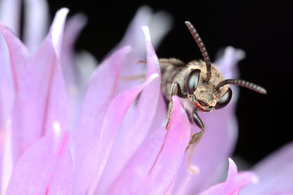 Getting the Buzz on Bees