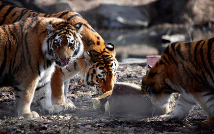 Calgary Zoo set to exchange tigers with New Brunswick&rsquo;s Cherry Brook Zoo