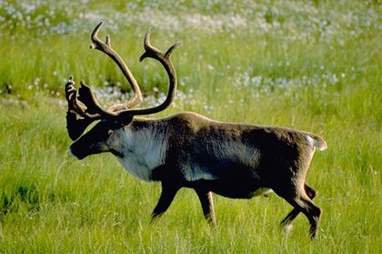 Alberta&rsquo;s caribou recovery plan draws criticism from environmentalists
