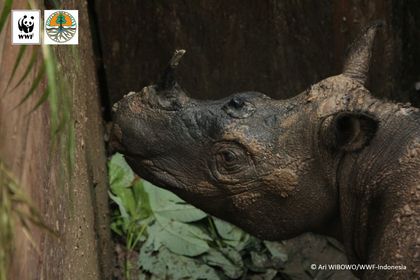 Live Sumatran Rhino Captured in Indonesia