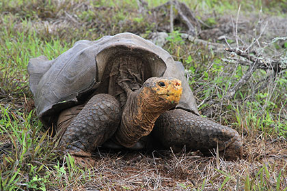 Near-Extinct Gal&aacute;pagos Island Tortoises Make Colossal Comeback
