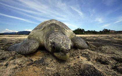 Mexico says it&rsquo;s committed to protecting sea turtles, despite report