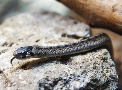 Biologists work to save Quebec&rsquo;s &lsquo;most urban&rsquo; snake as construction booms&nbsp;