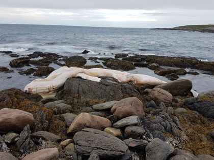 After 12 whale deaths in 2 months Fisheries Canada solicits public&rsquo;s advice on what to do