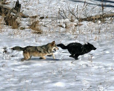 North America Has Only 1 True Species of Wolf, DNA Shows