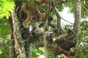 Hippie Monkeys Rebound as Yellow Fever Wipes Out a Competitor