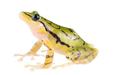 New Striped Rain-Frog Species Discovered in Ecuador&rsquo;s Cloud Forests