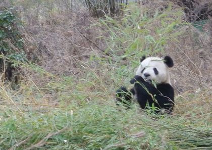 Pandas' Latest Threat: Horses?&nbsp;