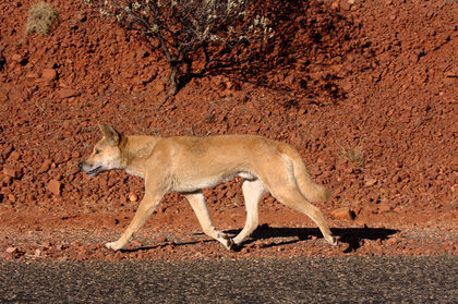 Marsupial Extinctions: Don't Blame the Dingoes (Op-Ed)