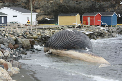 Newfoundland&rsquo;s smelly blue whale remains heading to Ontario