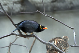 A side view of a Hill Myna sitting on a tree branch.