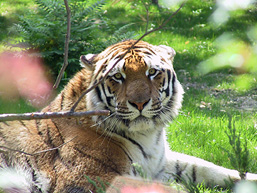 Close-up of an Amur Tiger laying side view in the grass and staring at the camera.
